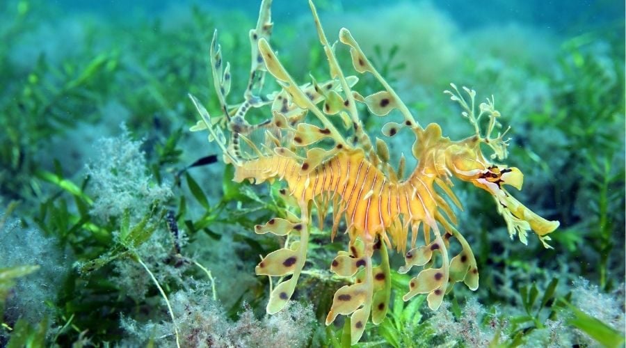 Wonders of the Bight
