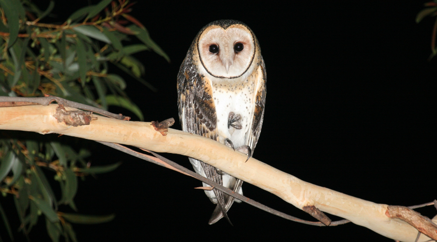 Wondrous wildlife
