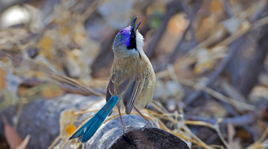 Purple-crowned fairy wren