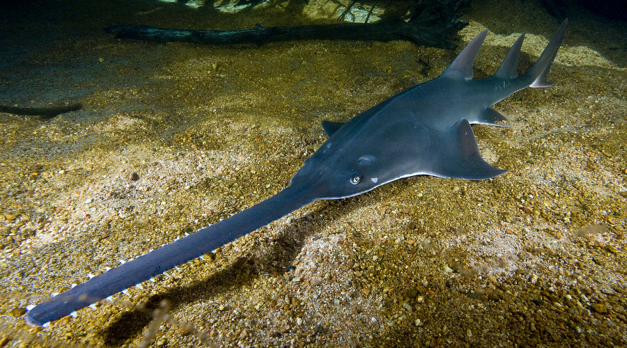 Freshwater sawfish