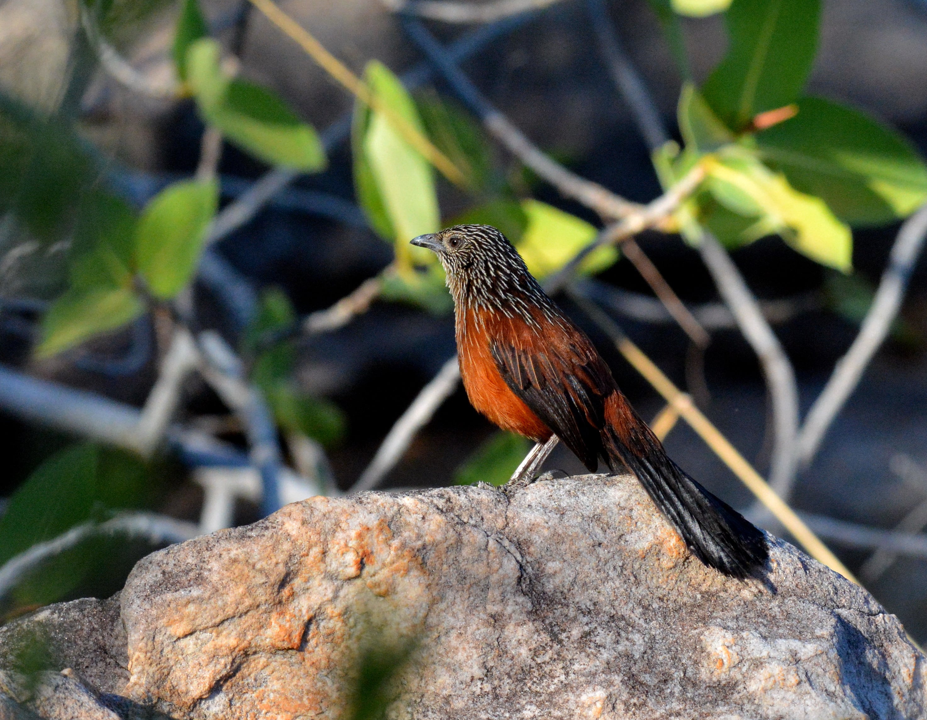 Photo: Amytornis housei