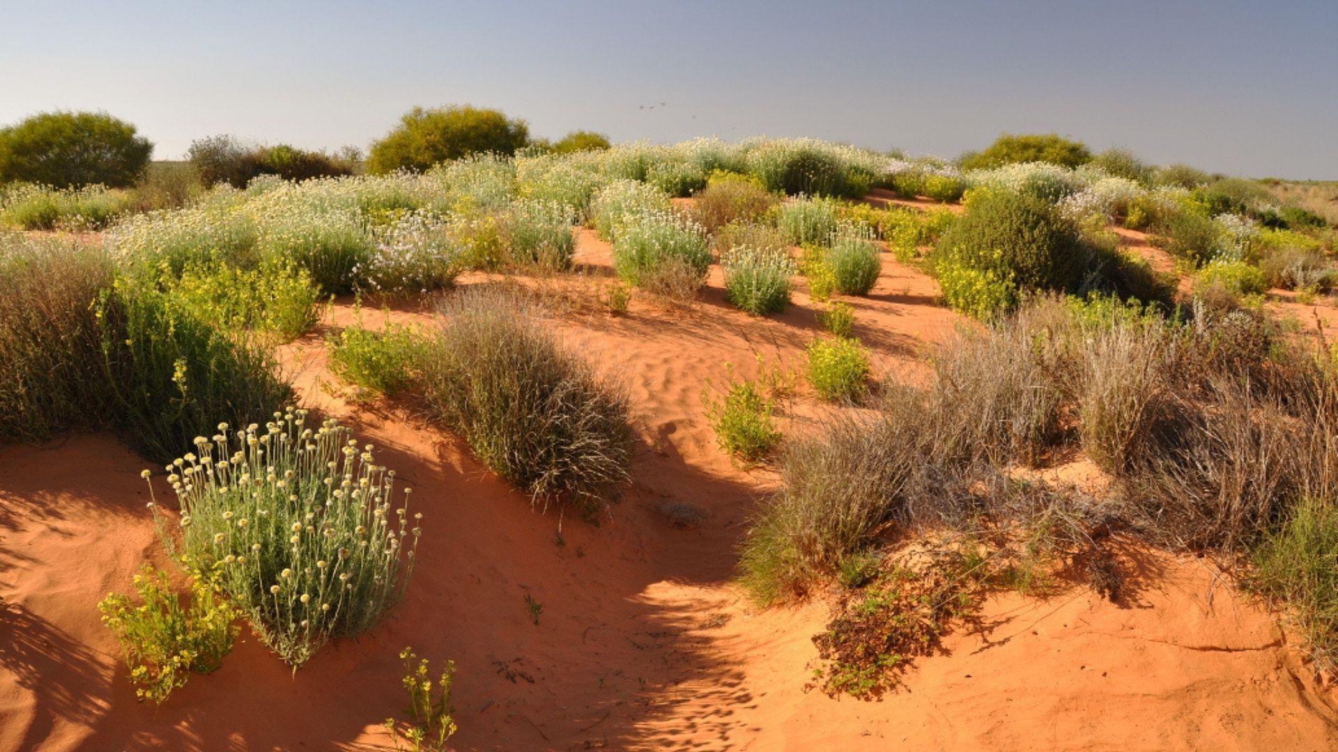 Munga-Thirri–Simpson Desert