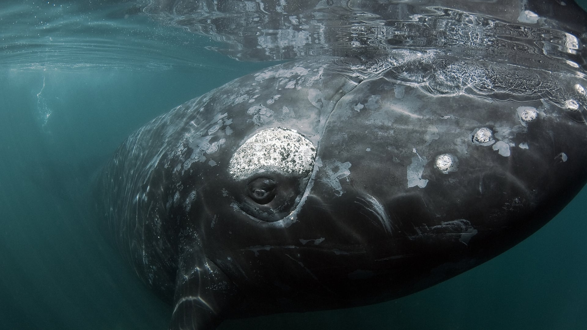 Whales of the Great Australian Bight