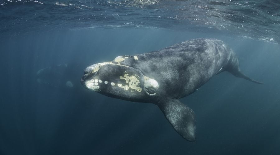 Southern right whale