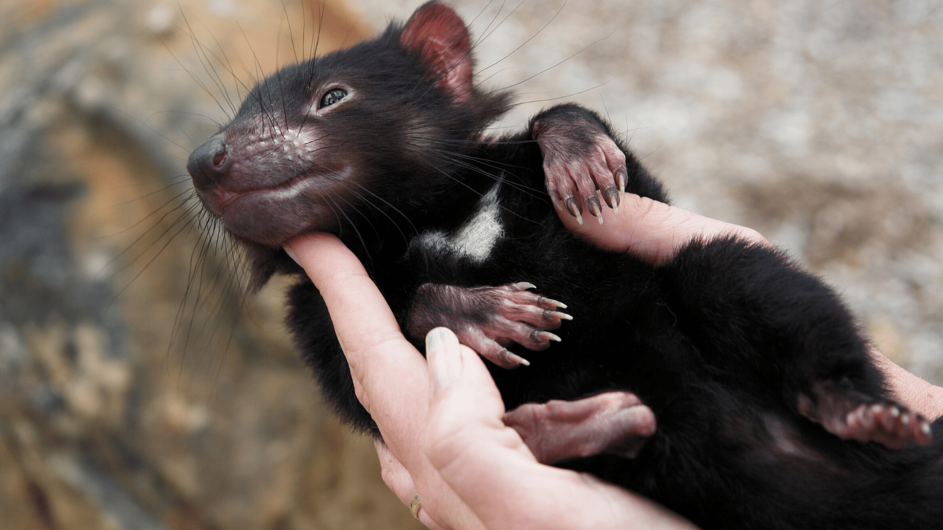 National icon: the Tasmanian devil