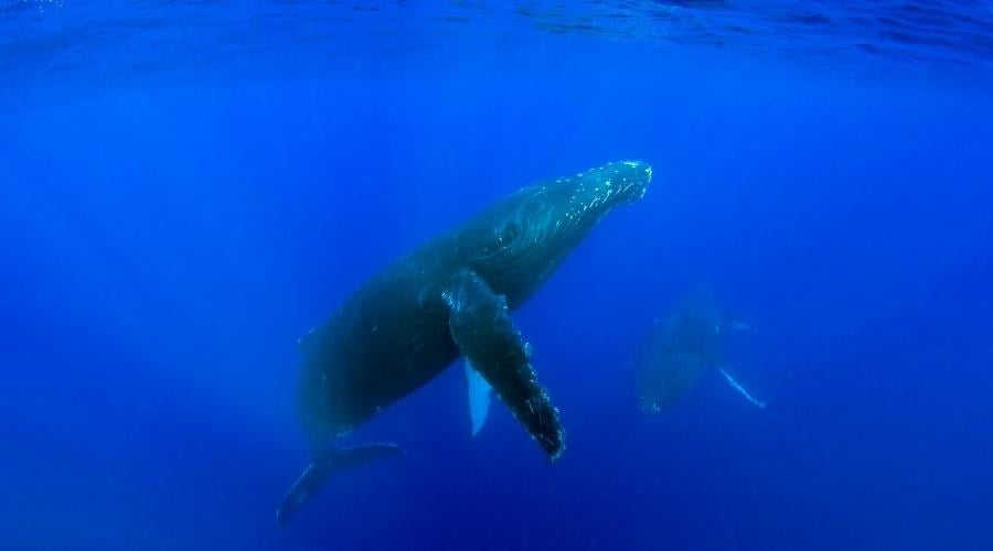 Stopping the Mindless Release