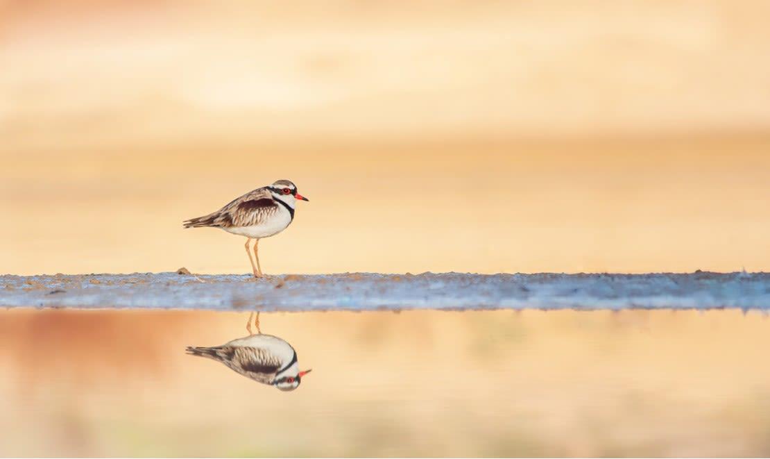 Birdslife