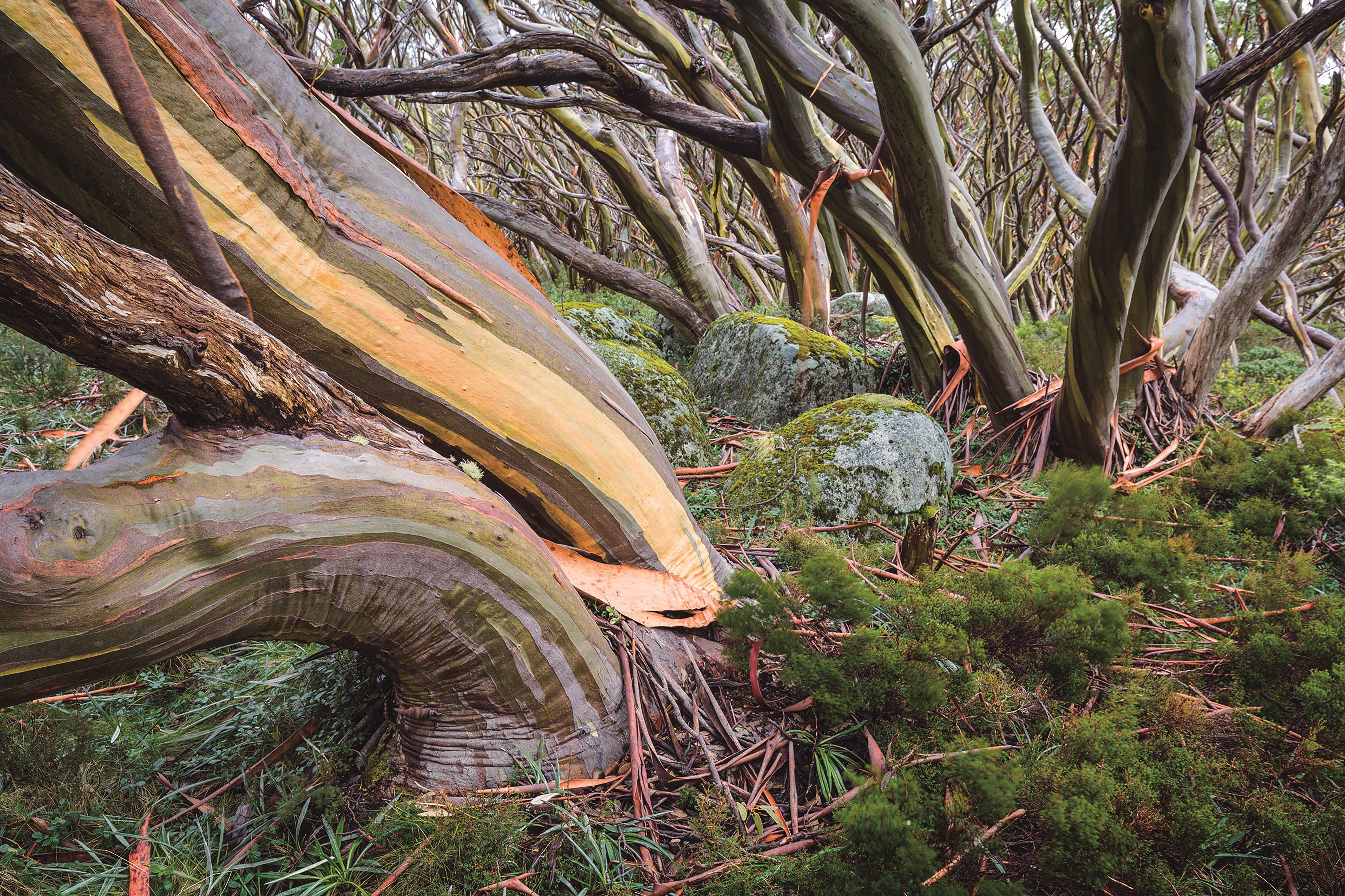 Wilderness Journal #012